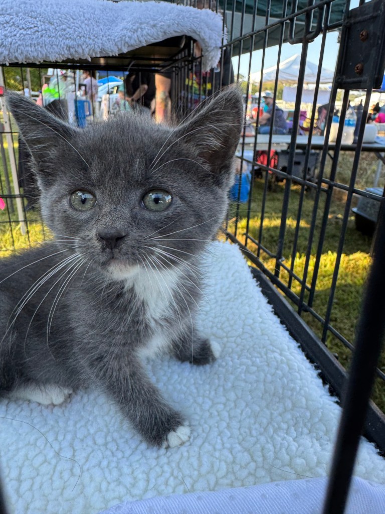 Gray and white kitten